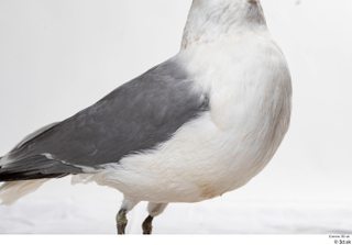 Common gull Larus Canus belly body wing 0002.jpg